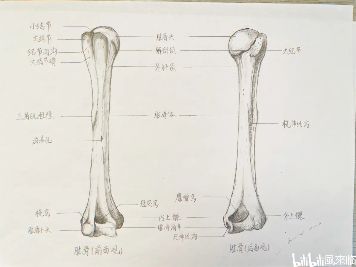 解剖学,骨学手绘③