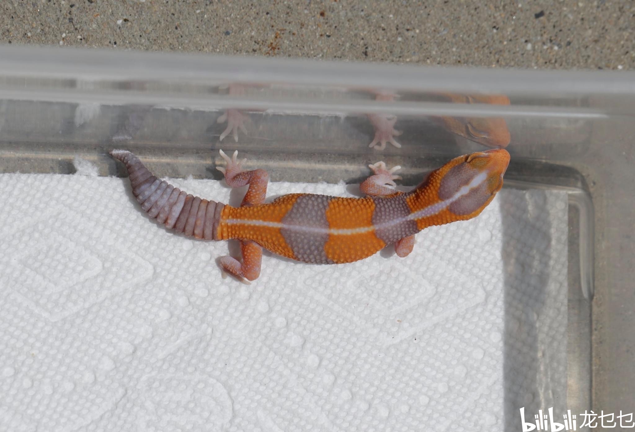 国外肥尾守宫欣赏1