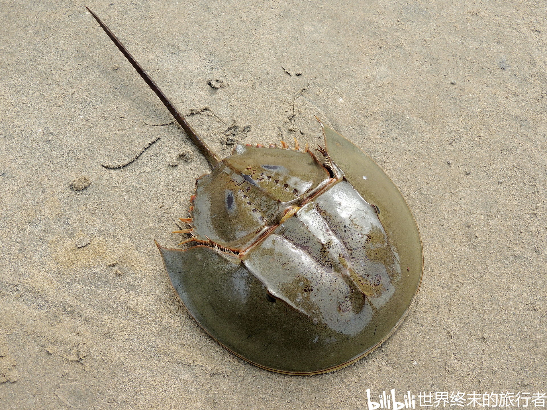 The blue blood of the horseshoe crab - Mapping Ignorance