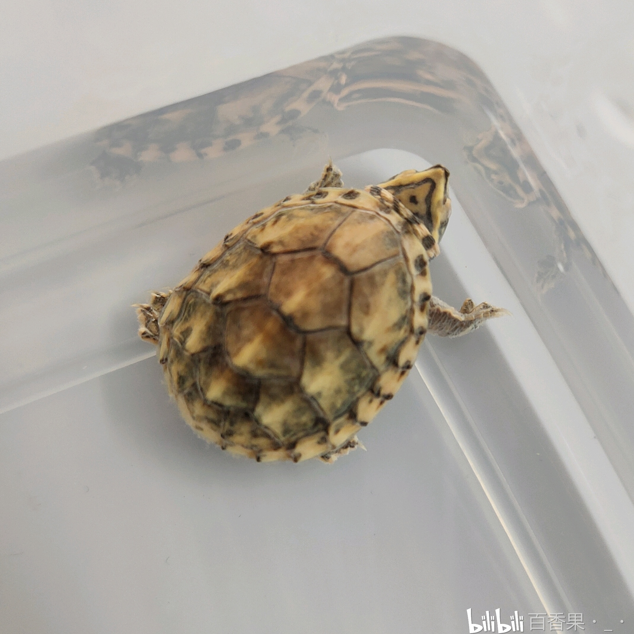 五彩缤纷的变异麝香龟