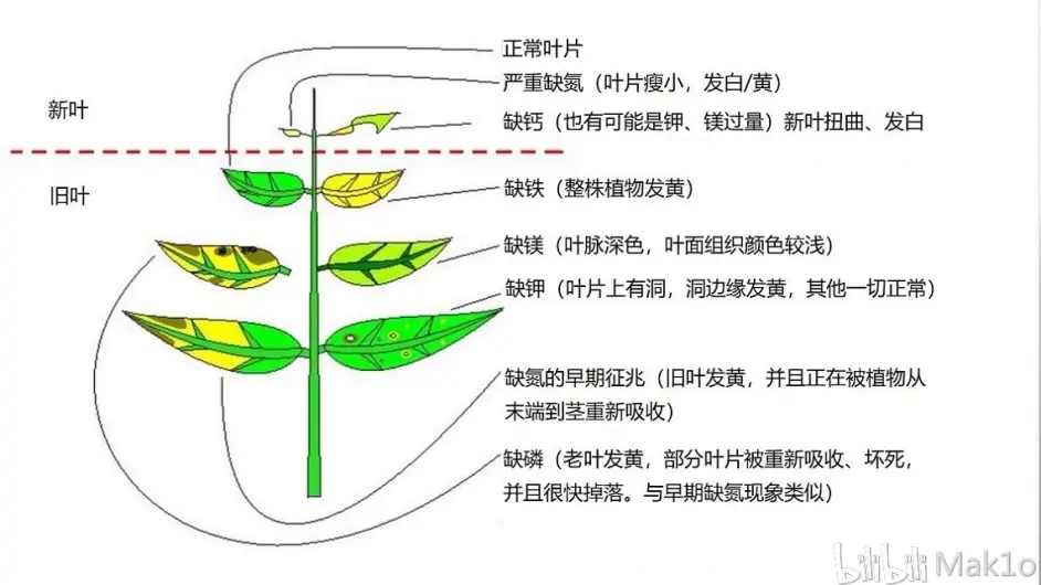 水草缺素营养不良图解 哔哩哔哩