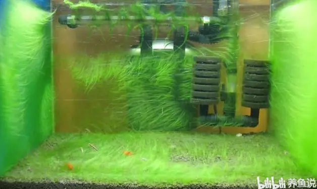 鱼缸常出现这些 脏东西 可它们对观赏鱼好 也能净化鱼缸水质 哔哩哔哩