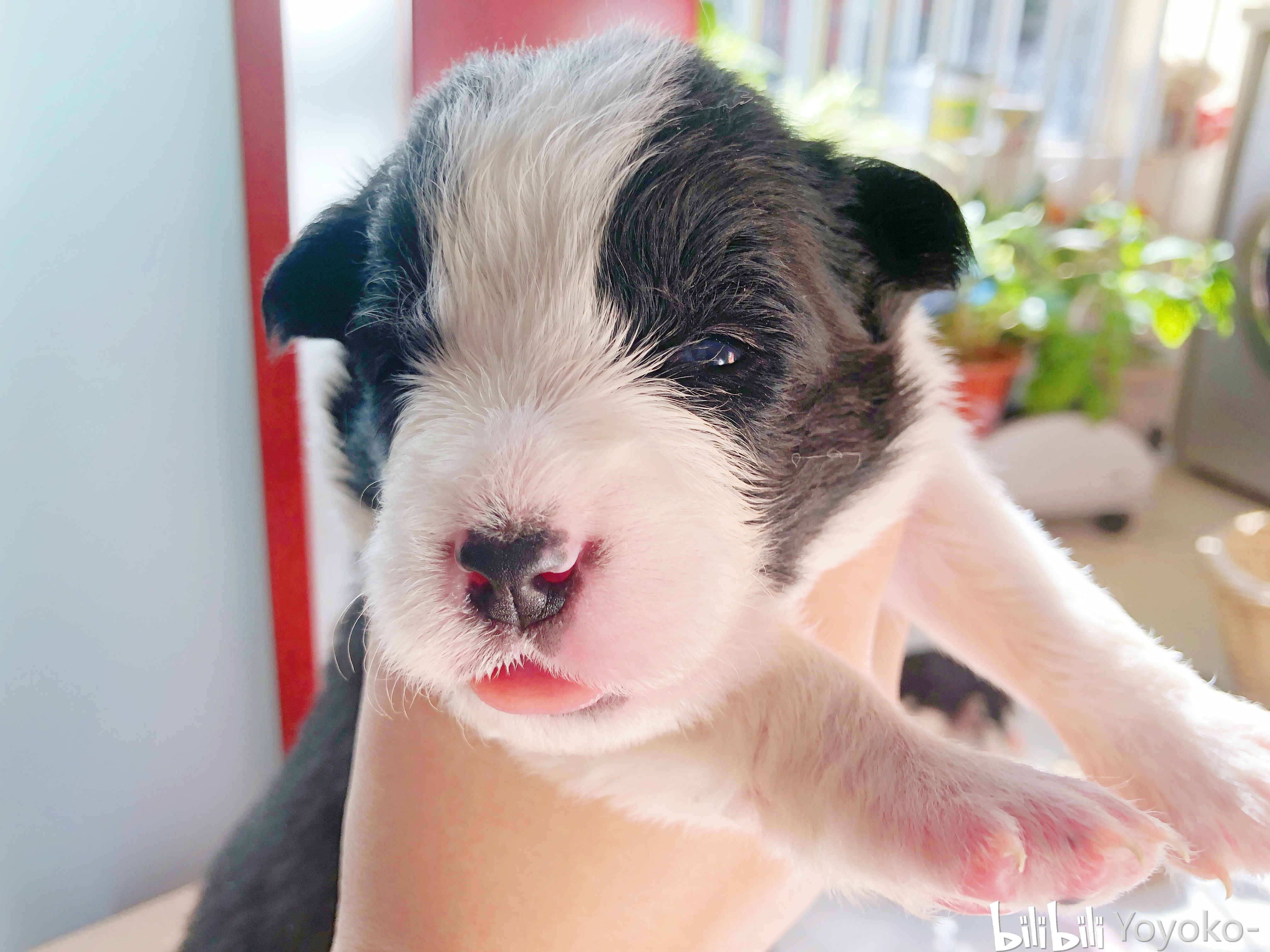 边牧生小宝宝 实战经验干货