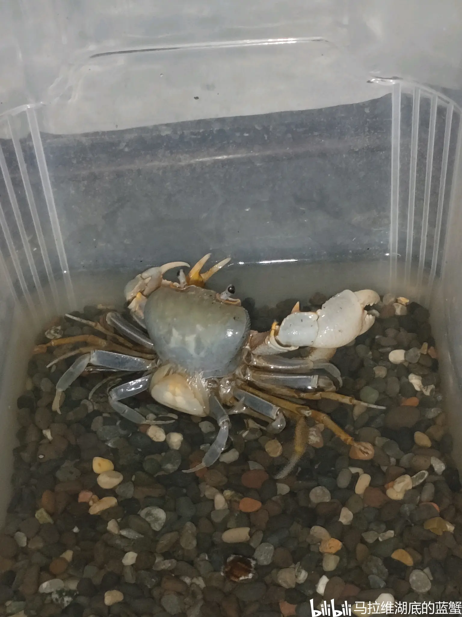 南海溪蟹繁殖行为的观察记录
