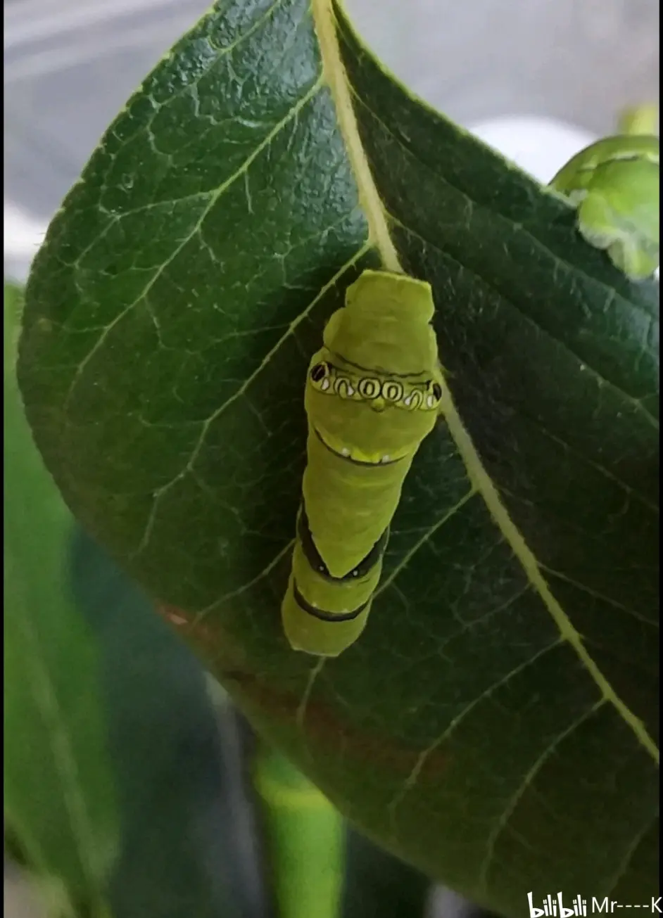 如何饲养蝴蝶幼虫与成虫 哔哩哔哩