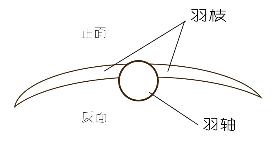 毛概 羽毛的结构与辨识概述 第二版 哔哩哔哩