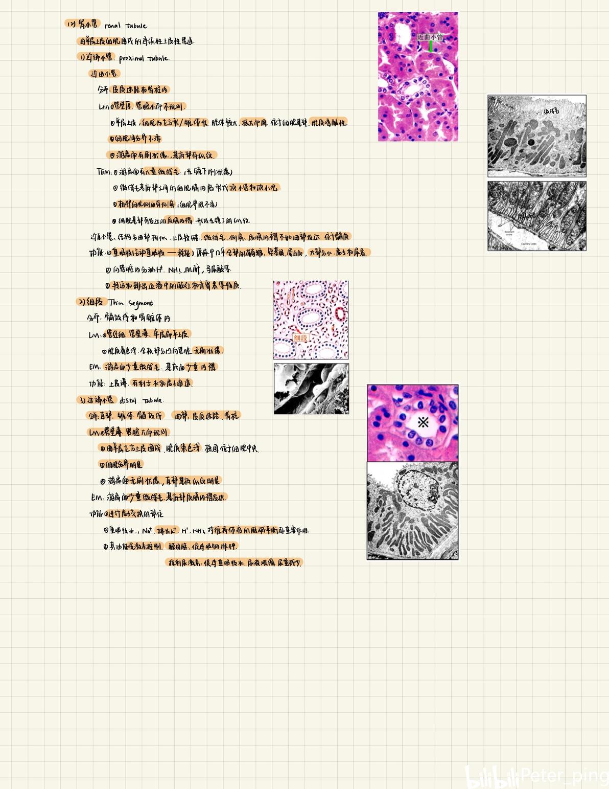 Urinary System