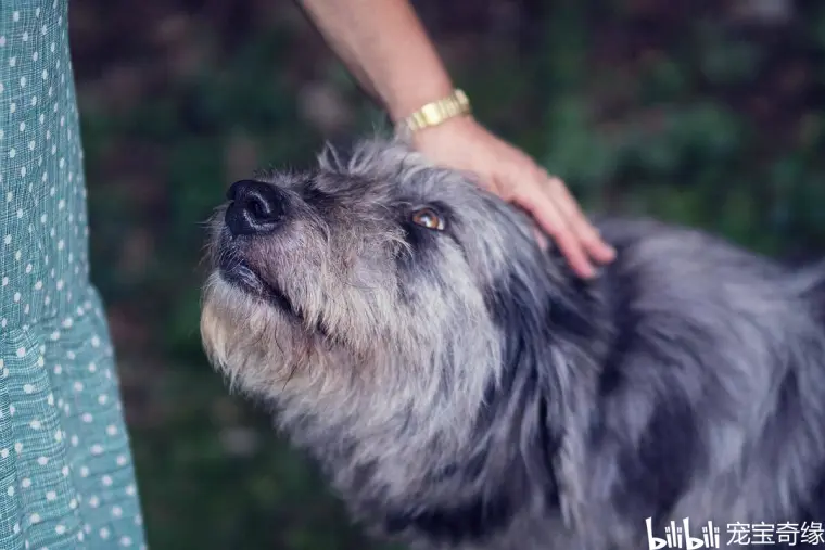 请注意 下面这些习惯可能会让你的狗感到困惑 要尽量避免哦 哔哩哔哩
