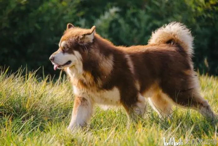 阿拉斯加雪橇犬 哔哩哔哩