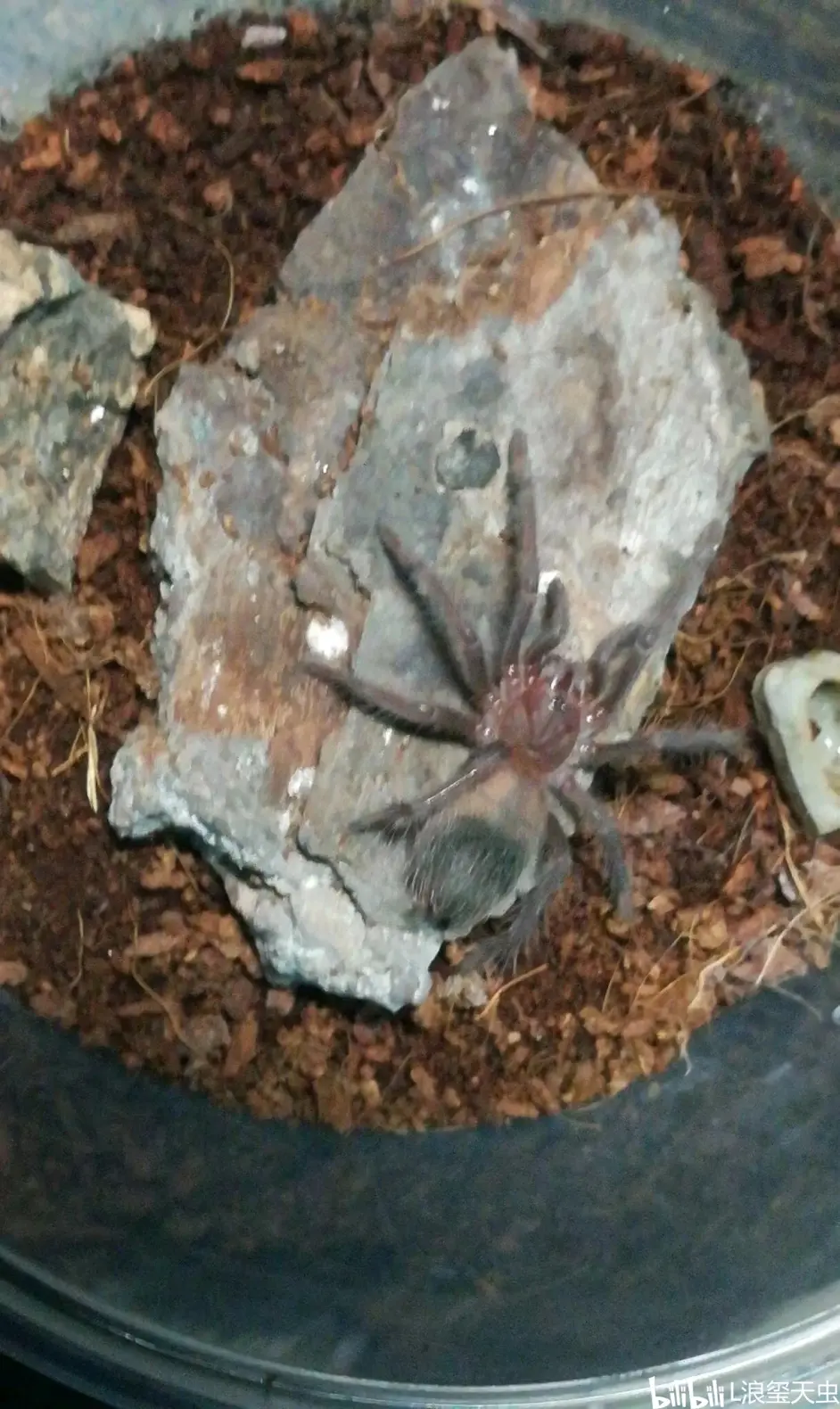 它 一位特别的朋友一一一即便它是只蜘蛛 哔哩哔哩