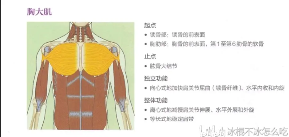 人体肌肉系统 胸大肌 哔哩哔哩