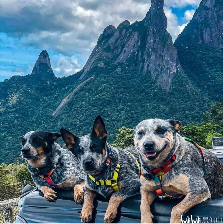 澳洲牧牛犬健康及寿命 哔哩哔哩