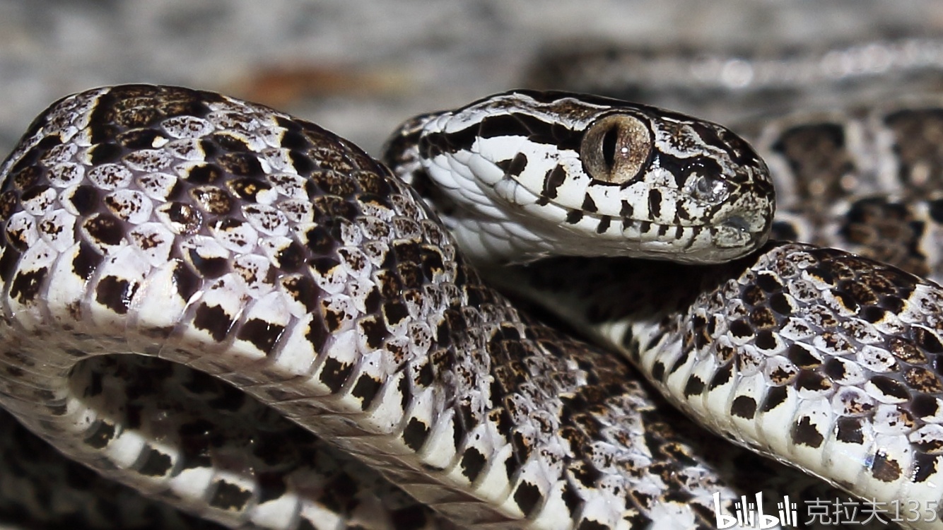 【繁花林蛇】野外高清图集 - 哔哩哔哩