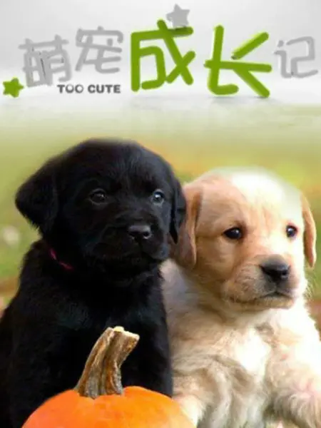 萌宠成长记 纪录片 Bilibili 哔哩哔哩弹幕视频网