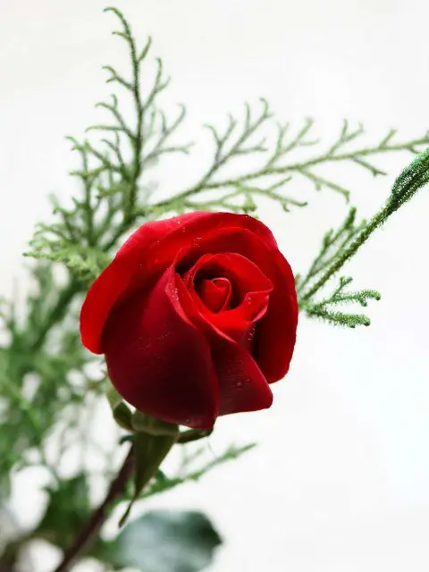 Flower Flower Flower 哔哩哔哩 Bilibili