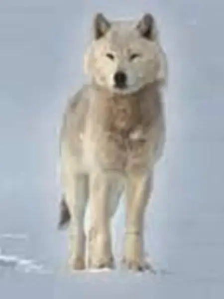 自然世界 狼之风暴 纪录片 Bilibili 哔哩哔哩弹幕视频网
