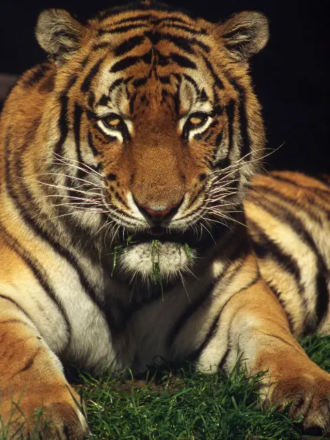 东北虎 搜索结果 哔哩哔哩弹幕视频网 つロ乾杯 Bilibili