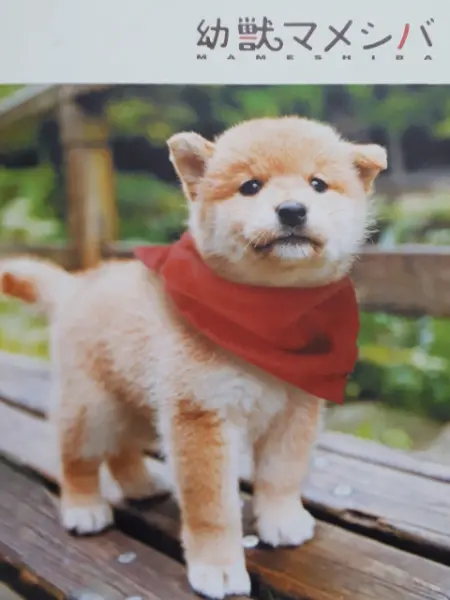 豆柴小犬 电视剧 Bilibili 哔哩哔哩弹幕视频网