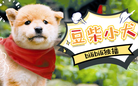 豆柴小犬 11集