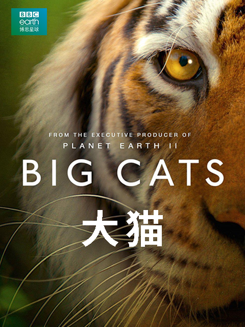 大猫_ 纪录片 _ bilibili _ 哔哩哔哩弹幕视频网