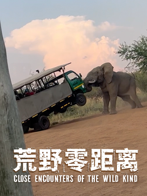 荒野零距离