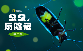 虫虫历险记 第二季