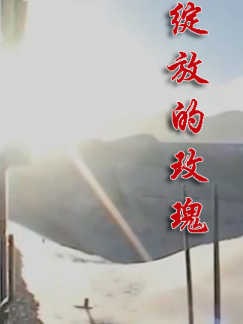绽放的玫瑰封面图
