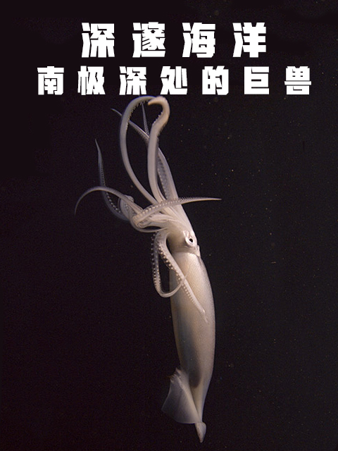 深邃海洋：南极深处的巨兽（中配版）封面图