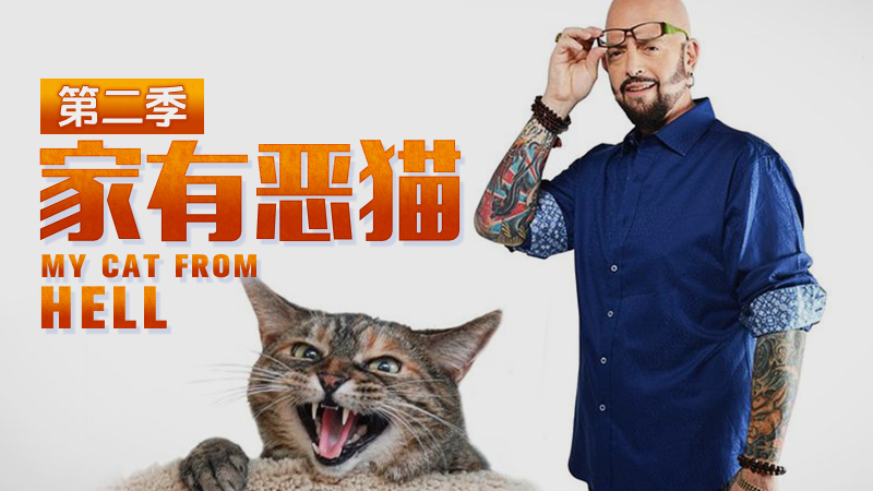 家有恶猫 第八季看点8-纪录片-全集-高清正版在线观看-bilibili-哔哩哔哩