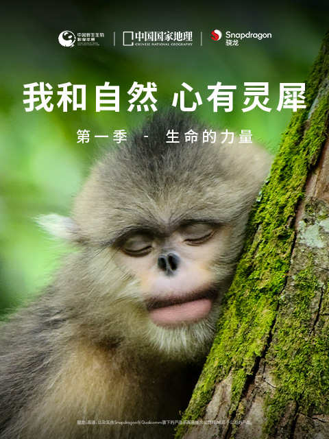 我和自然心有灵犀1生命的力量封面图