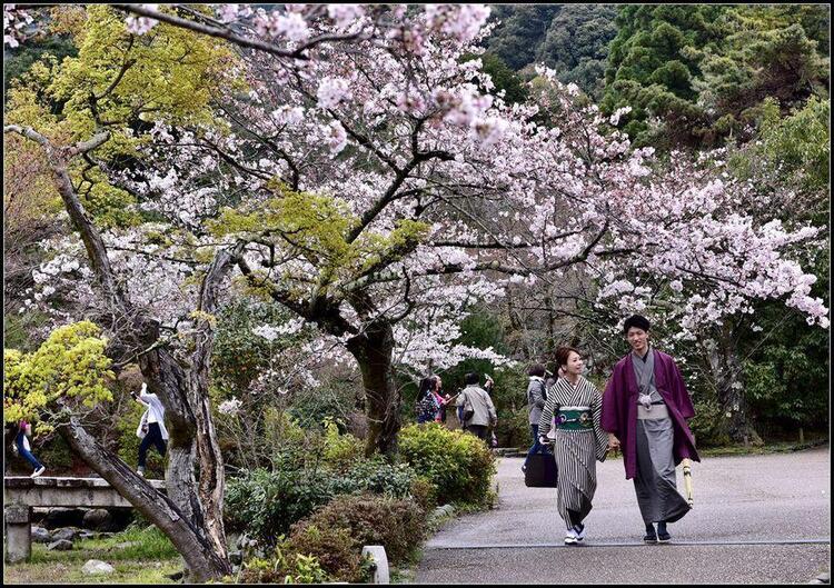 Bigfun 岛民们 家乡的樱花开了 来看看现实中的赏樱文化