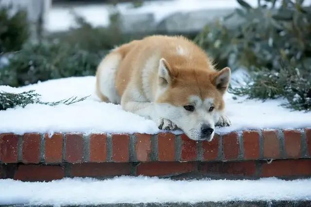 Bigfun 忠犬八公 一度差点灭绝 用 忠心等待 成为国犬的秋田犬