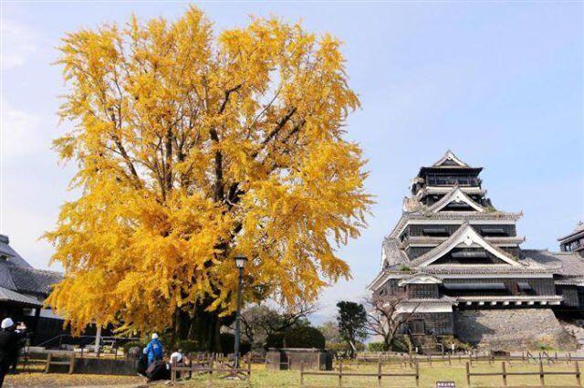 战国趣史 日本百年名城熊本城 被一只熊抢走了风头 Bigfun