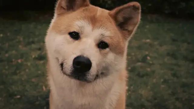 Bigfun 忠犬八公 一度差点灭绝 用 忠心等待 成为国犬的秋田犬 Bigfun 忠犬八公 一度差点灭绝 用 忠心等待 成为国犬的秋田犬