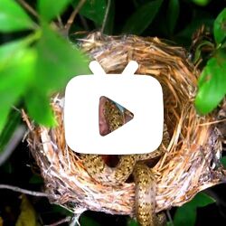 杀死宿主孩子的杜鹃幼鸟惨遭锦蛇吞食