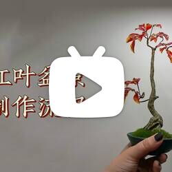 【手工】料器红叶盆景制作流程（纸巾树干做法）
