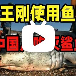 王刚使用鱼翅 中国人吃灭绝鲨鱼？