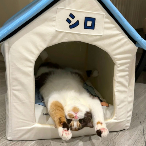 小猫卷卷儿_