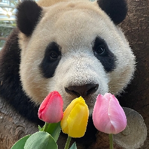 牛哔哩,一个只有评论的网站