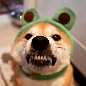 大黑狗说
