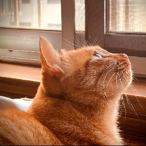 王大大大大林