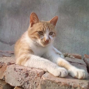 《力王》漫画版人物形象,看看?