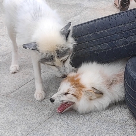 苹果味哒狐狸精