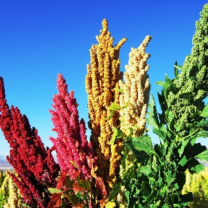 藜麦蔬菜沙拉与自制酱汁配方