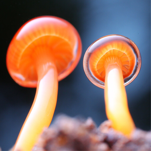 蘑菇的孢子 B站