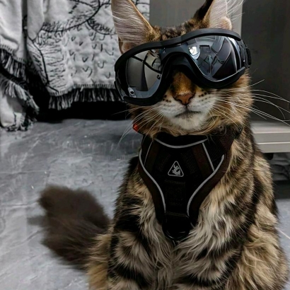 酷酷的猫999