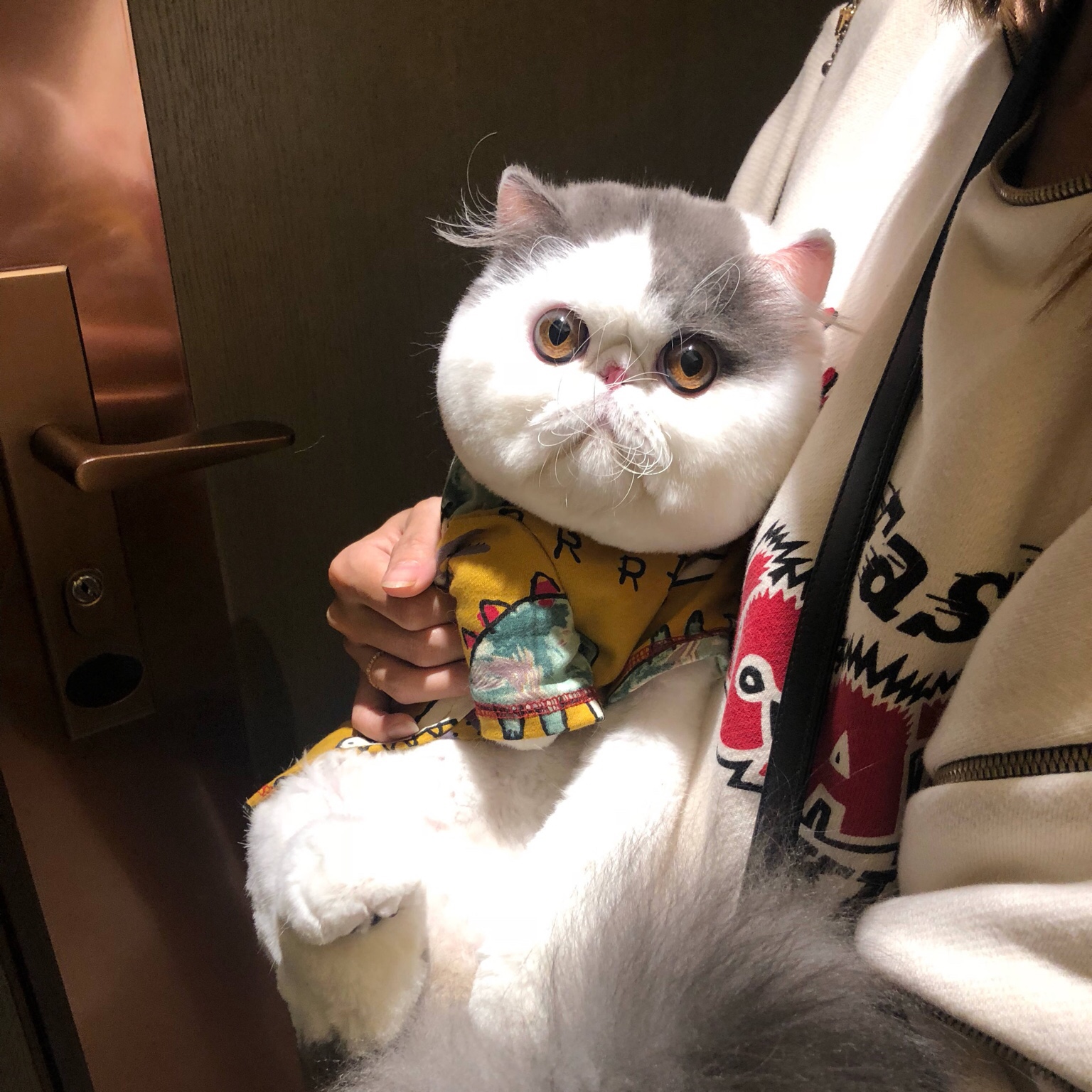 大脸猫梁老财第一次带弟弟出去玩,出发前麻麻认真训话