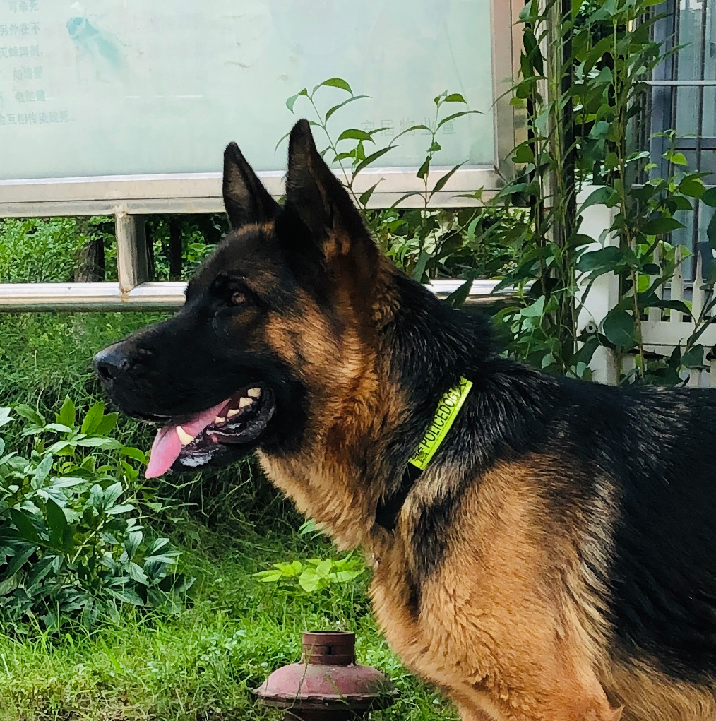 平背德牧生了11条小狗可狗妈妈只有8个奶头看主人是怎么解决的