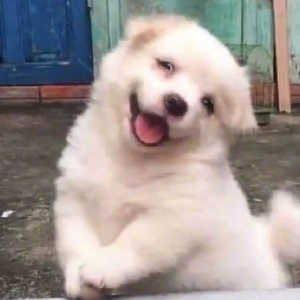 爱折腾的涵