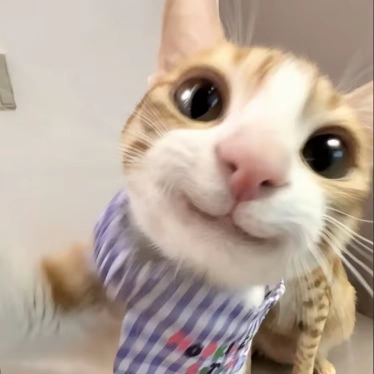 猫meme团子